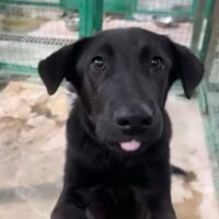 VELVET - super schöner Rüde sitzt in der Tötung - ca. 1 Jahr - 45 cm - mit vielen VIDEOS!