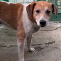 OSKAR / freundlich / 45-50cm / mit VIDEOS