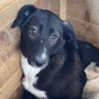 MERCEDES (♀) / Hündin geb. ca. 01/2025 / Größe: wird ca. mittelgroß (mit VIDEO)