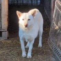 MERLIN - Er wartet schon viel zu lange...