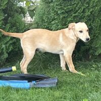 Moki, Rüde, Geb: Anfang Mai 2025, wird ca. 40 cm (VIDEOS)