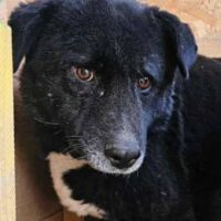 🐾 BARNEY 🐾 🏡 Zuhause oder Pflegestelle gesucht!
