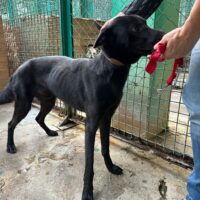 🆘Viel zu dünn! Charly muss SCHNELL aus der TÖTUNG gerettet werden🆘