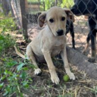 Bulgarien/Nessebar, süsses 5 Monate altes Hundemixmädchen Kaira, lieb, sozial, sanft