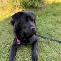 Labrador/Chowchow Hündin
