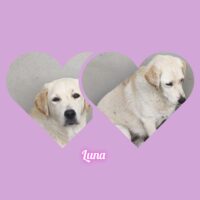 Mini- Labradorhündin Luna mag Kinder, Hunde, Katze, und möchte Rumänien schnell verlassen