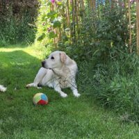 ZUHAUSE GESUCHT FÜR LAYLA - Auf Pflegestelle in Florstadt/Hessen
