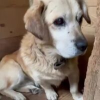 WINSTON - zum Sterben zurückgelassen... (mit VIDEOS)