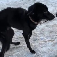 🆘Viel zu dünn! Charly muss SCHNELL aus der TÖTUNG gerettet werden🆘