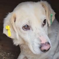 Toffee, Rüde, ca. 4 Jahre, leidet sehr im Shelter