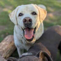 Liebes Zuhause für DORA gesucht