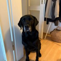 Emil sucht eine zweite Chance und ein neues Zuhause