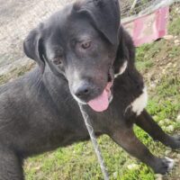 Ava - geb. 05/2022 - mit VIDEO