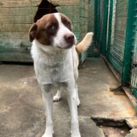 ⚠️Tötungshund Scooby hatte leider noch keine Anfrage ⚠️