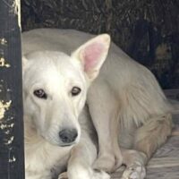 Nube (Hündin) - geb. 09/2022 - ca. 46cm