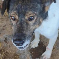 MIGO (Rüde) - geb. 08/2020 - mittelgroß - liebes Zuhause gesucht