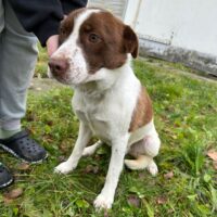 ⚠️Tötungshund Scooby hatte leider noch keine Anfrage ⚠️mit VIDEOS!!!