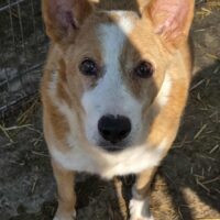 Browny (Rüde) - mittelgroß