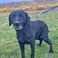 Der tolle Alois 57cm geb. 05/2015 kann sofort nach Deutschland kommen