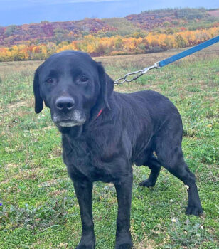 Miniaturansicht für das Anzeigenbild