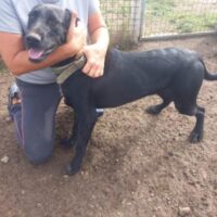 ARI wartet auf ein schönes Zuhause!