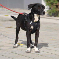 Chester – ein lieber Welpe mit einem kaum vorstellbaren Schicksal