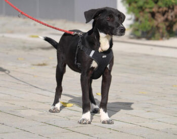 Miniaturansicht für das Anzeigenbild