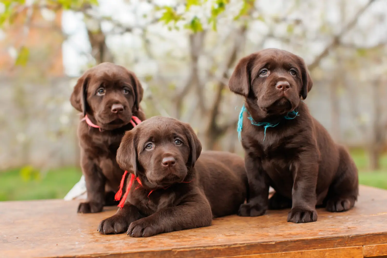 Einen Labrador Welpen zu kaufen, bedeutet Verantwortung zu übernehmen! Labrador Welpen kaufen.
