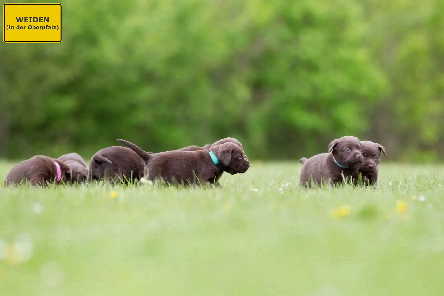 Labrador Welpen und Züchter Weiden in der Oberpfalz Hier findest Du Labradore Züchter in Weiden in der Oberpfalz.