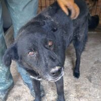 RON möchte so dringend gern den harten Shelter-Boden verlassen dürfen...