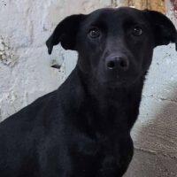 Nelja (Hündin) - geb. 06/2022 - ca. 40 cm - 10 kg