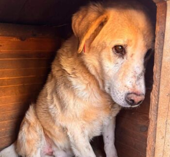 Miniaturansicht für das Anzeigenbild