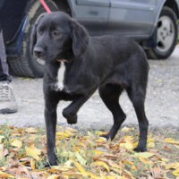 Shania - kleiner Sonnenschein sucht Zuhause