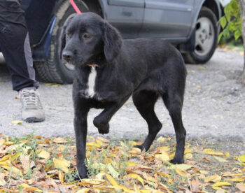 Miniaturansicht für das Anzeigenbild