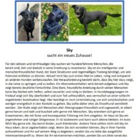 Labbi Mix SKY sucht ein neues Zuhause