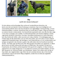 Labbi Mix SKY sucht ein neues Zuhause