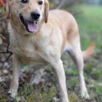 Lustiges Labradormischlingsmädchen Bärbel sucht eine liebe Familie