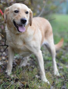 Miniaturansicht für das Anzeigenbild