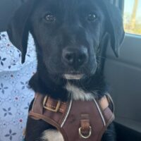 SAYA, 6 Mon. alte, groß werdende, sanfte Hündin, ein Bild von einem Hund