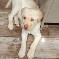 13 Wochen alter Labrador-Welpe in liebevolle Hände abzugeben