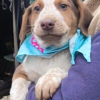 Bilbo, süßer kleiner Mix