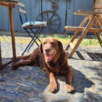 BARNIE – 14 Jahre, lieb, verträglich – und kein bisschen müde. Pflegestelle in Hessen, 61184 Karben