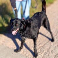 Ramutis: Rüde • geb.ca. 2017-2019 • 55cm • gutmütig und ruhig