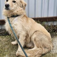 BOUNTY - geb. 05/2021 - ca. 40cm