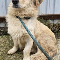 BOUNTY - geb. 05/2021 - ca. 40cm