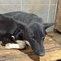 🆘 DORA - Leidet schrecklich. Allein und im Dunkeln ! 🆘