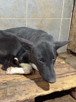 Miniaturansicht für das Anzeigenbild