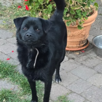 lieber, verspielter ANTON (2 Jahre; 45 cm SH)