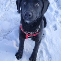 JILL sucht ein liebevolles Zuhause