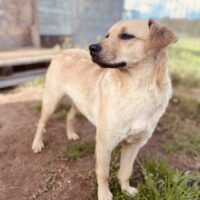 Kleopatra: Weibchen • geb.ca. 2020-2022 • 45cm